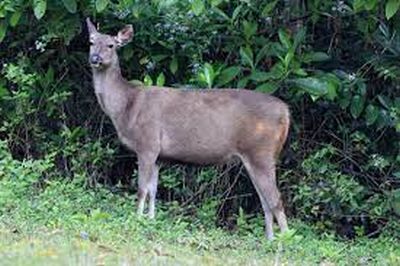 samber deer